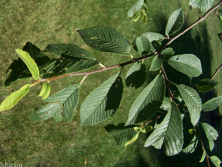 Chenmou Elm