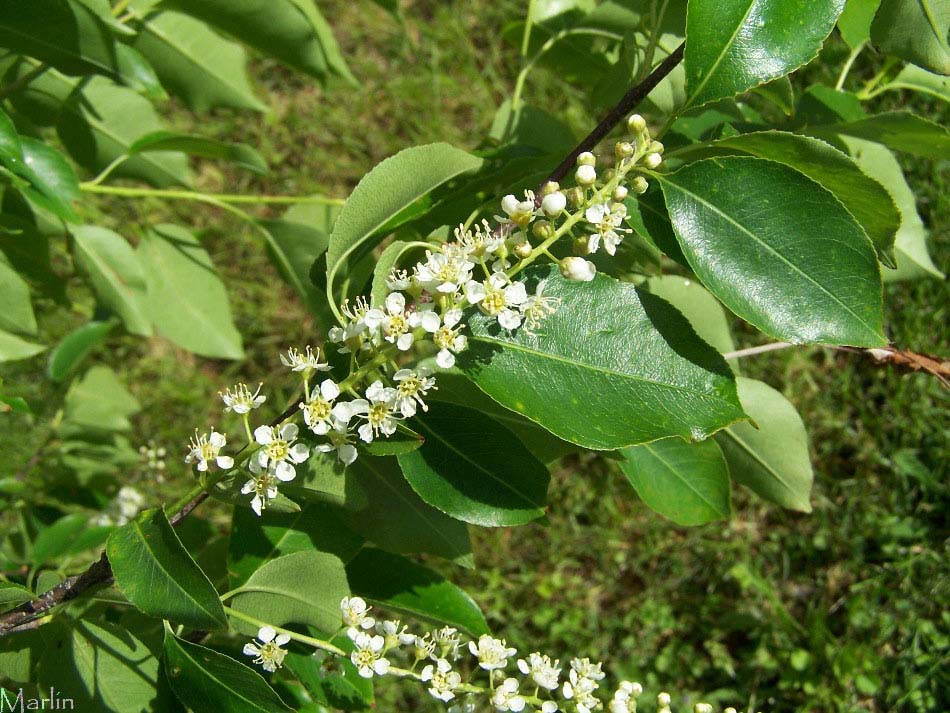 black cherry simulacrum