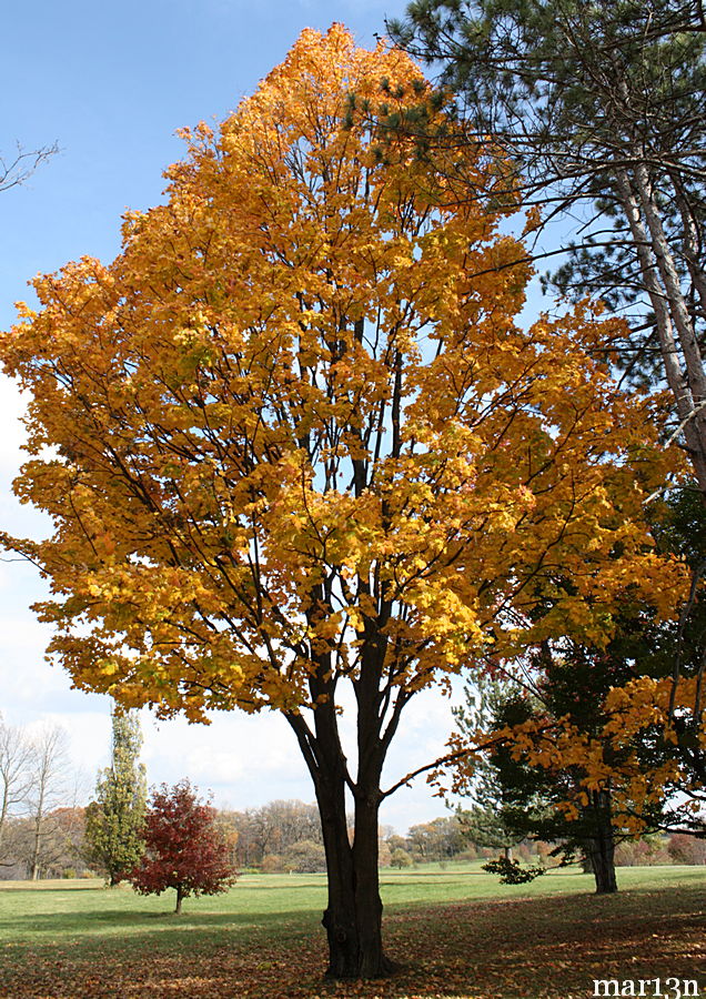 do sugar maple trees grow in chelan county syrup