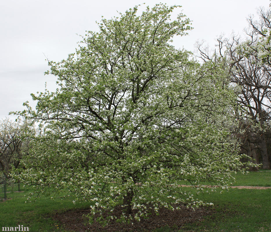 Common Pear Tree