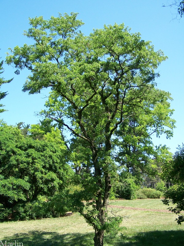 Corkscrew Black Locust