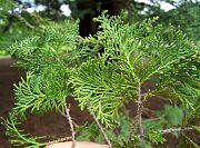 Sawara Cypress - Chamaecyparis pisifera