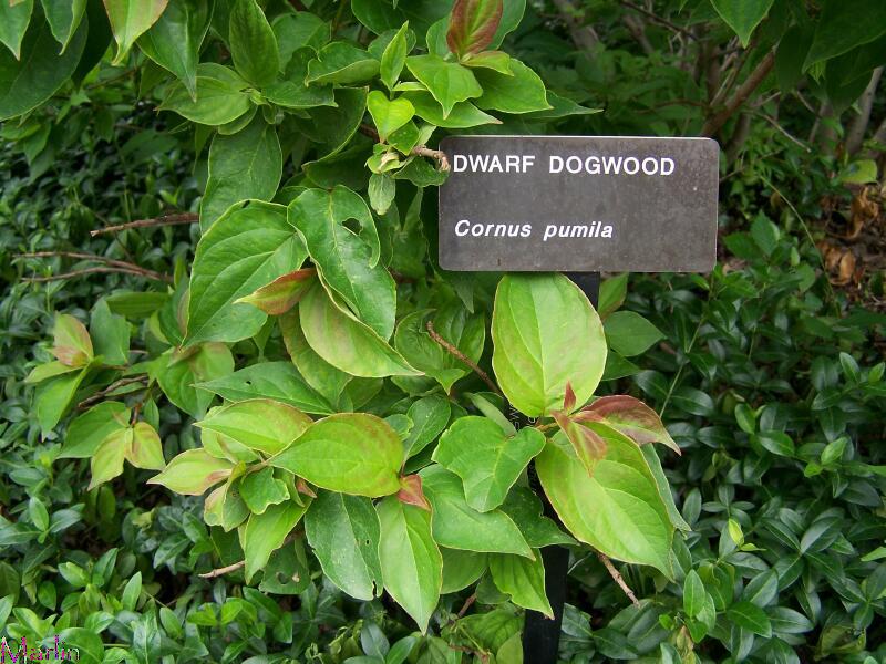 Dogwood+leaves