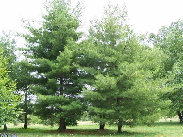 Eastern White Pine