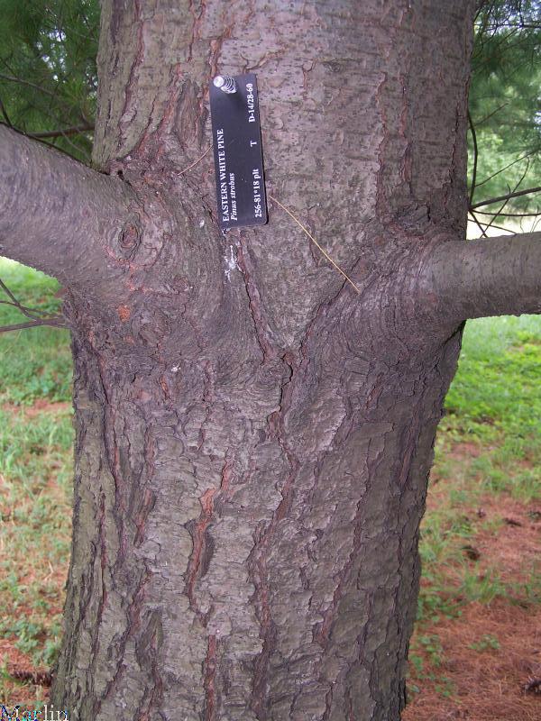 Eastern White Pine Bark