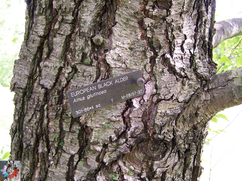 Black Alder Bark