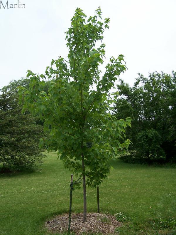 Marmo Freeman's Maple - Acer x freemanii 'Marmo'