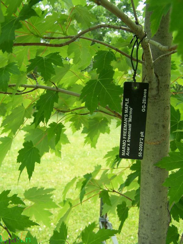Marmo Freeman's Maple - Acer x freemanii 'Marmo'