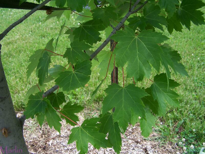 Marmo Freeman's Maple - Acer x freemanii 'Marmo'