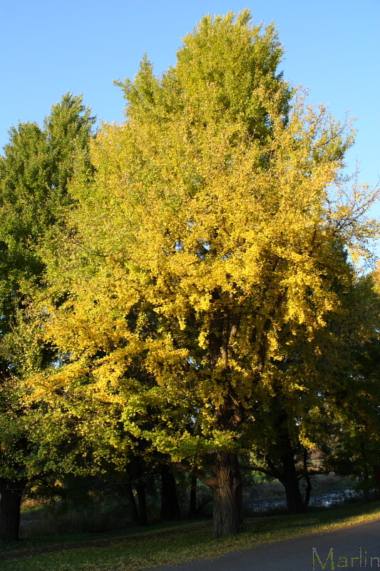 Ginkgo biloba in Fall Colors