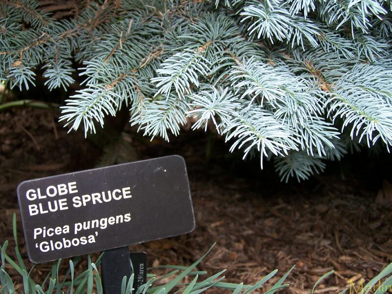 Globe Blue Spruce