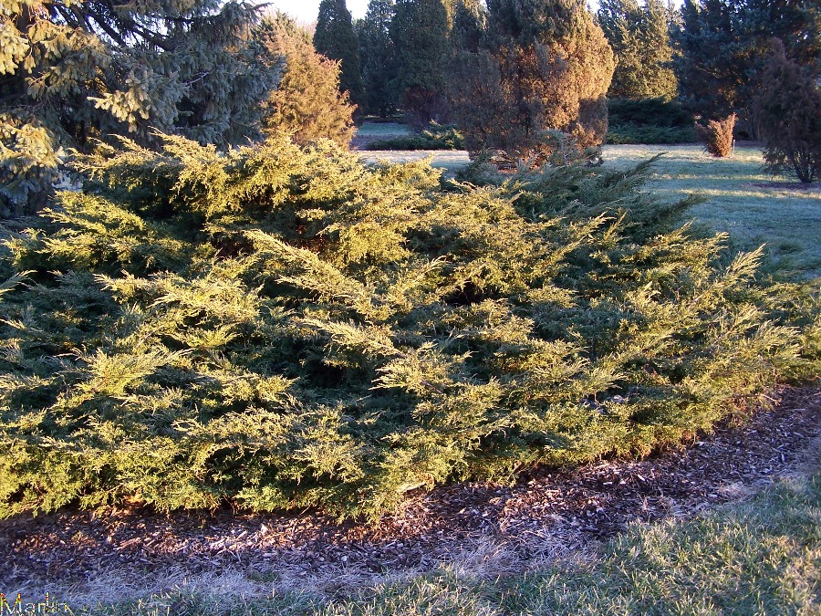 Golden Pfitzer Juniper
