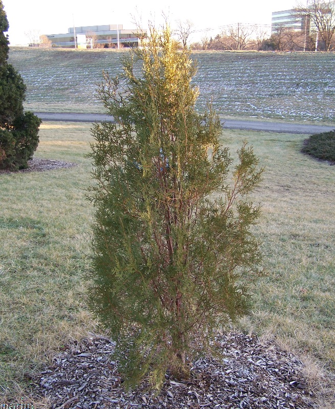 Cupressus funebris