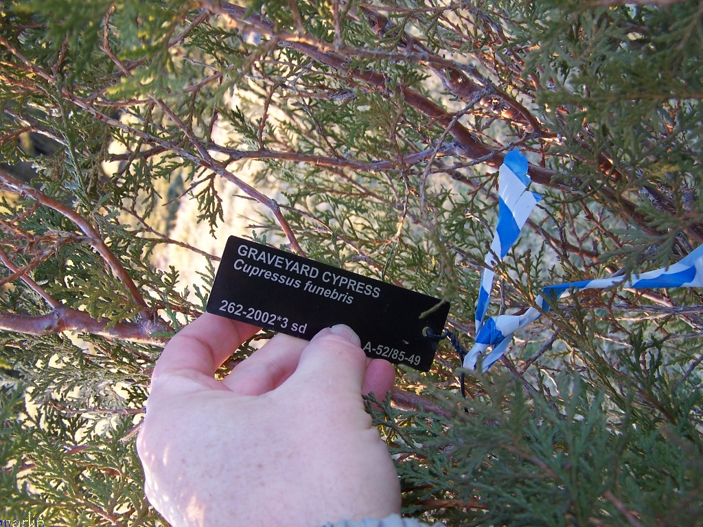 Cupressus funebris
