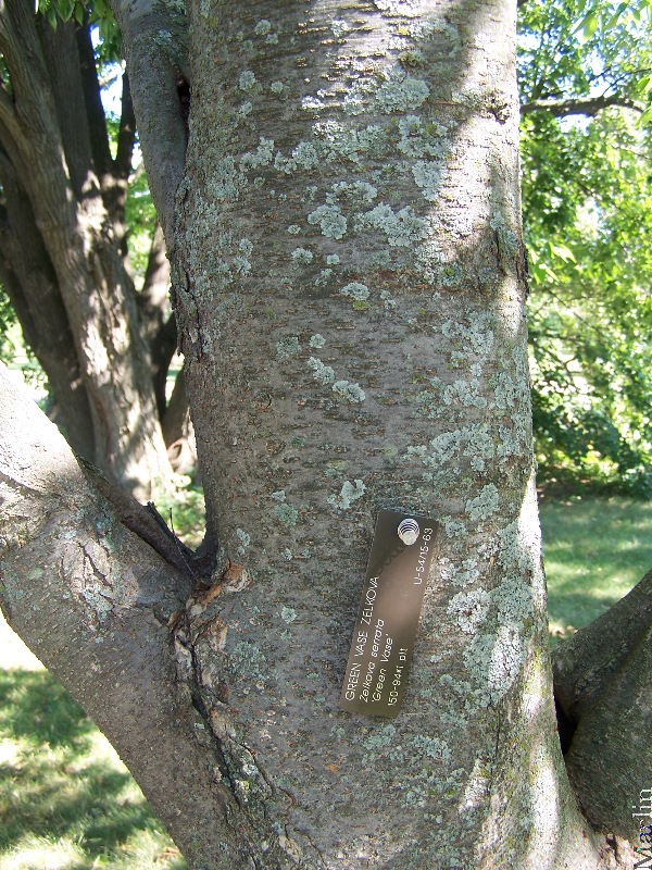 Japanese Zelkova Bark