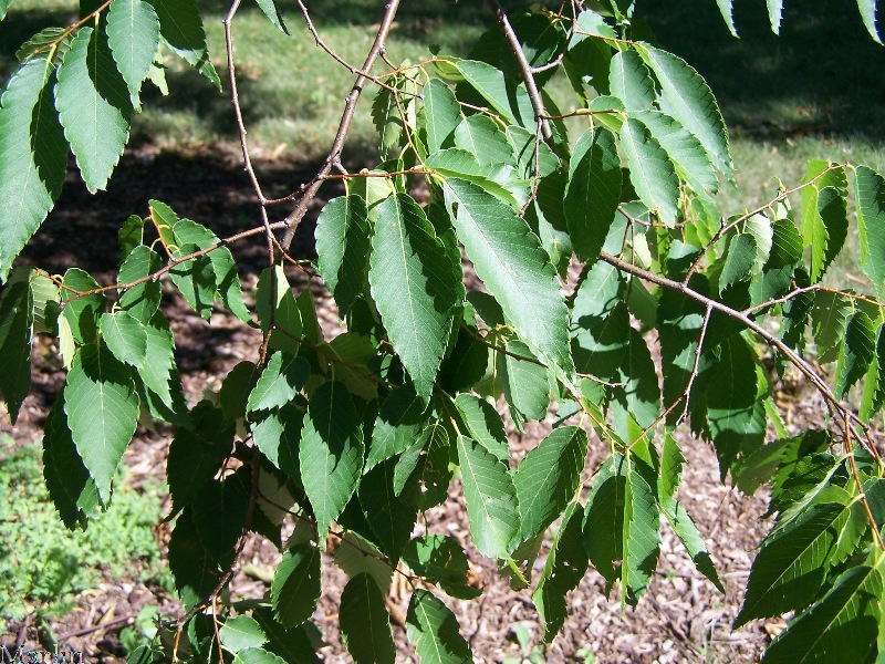 Green Vase Zelkova