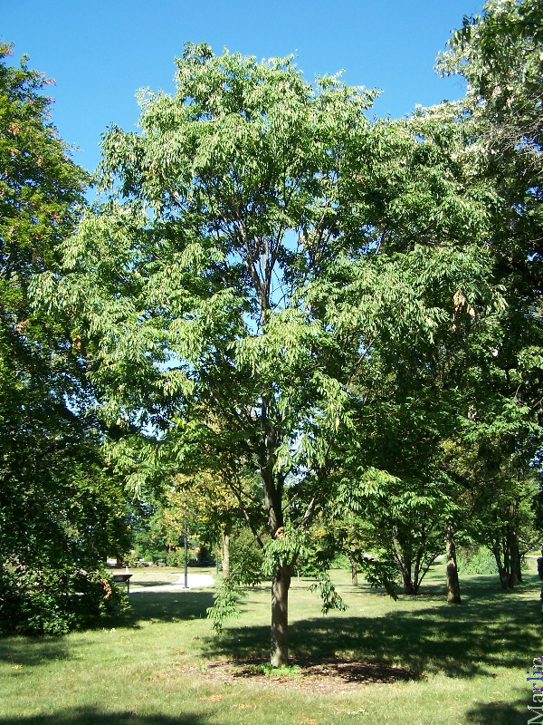 Green Vase Zelkova