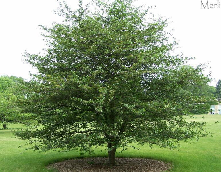 green hawthorn tree