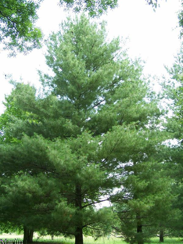 Image: White Pine Trees
