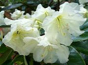 Hong Kong Rhododendron
