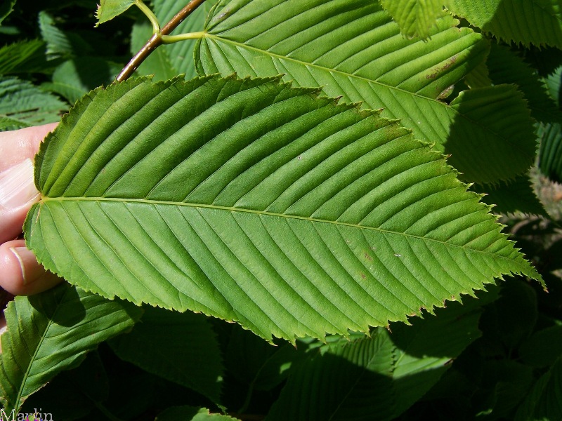 The leaf of the hornbeam maple