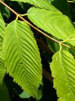 European Hornbeam - Carpinus Betulus - North American Insects & Spiders