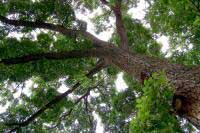 Tree Encyclopedia