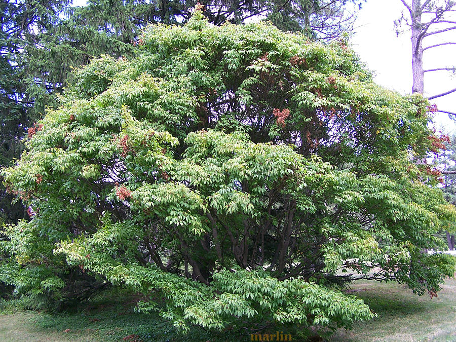Ivy-Leaved Maple Tree
