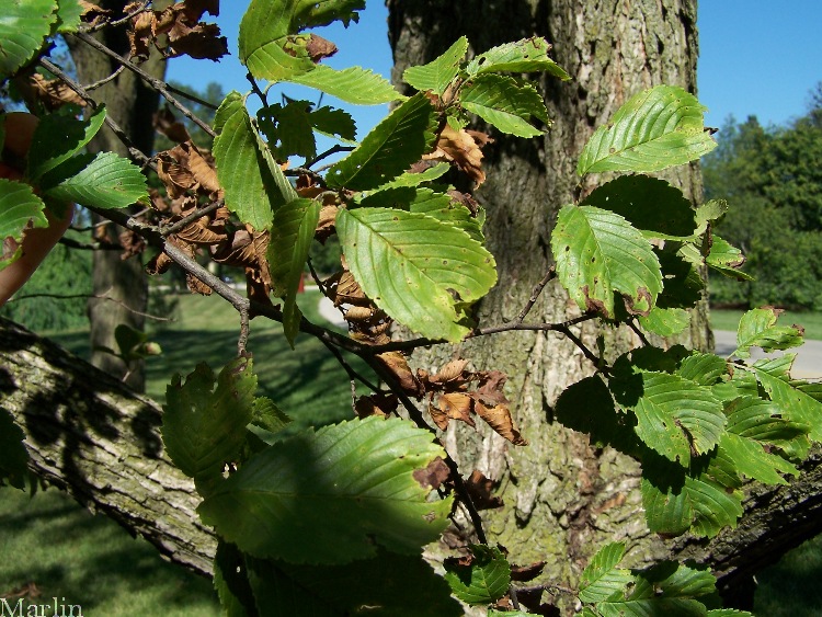Image: Elm Leaves