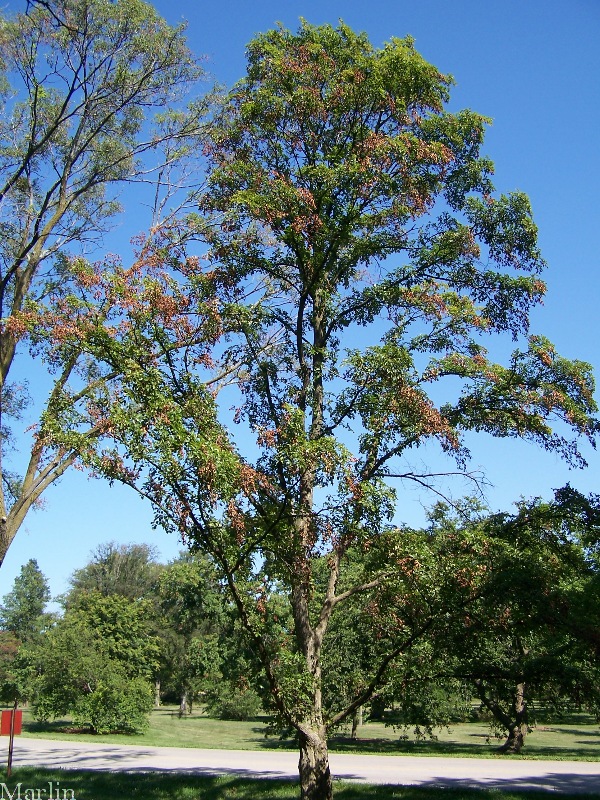Image: Japanese Elm