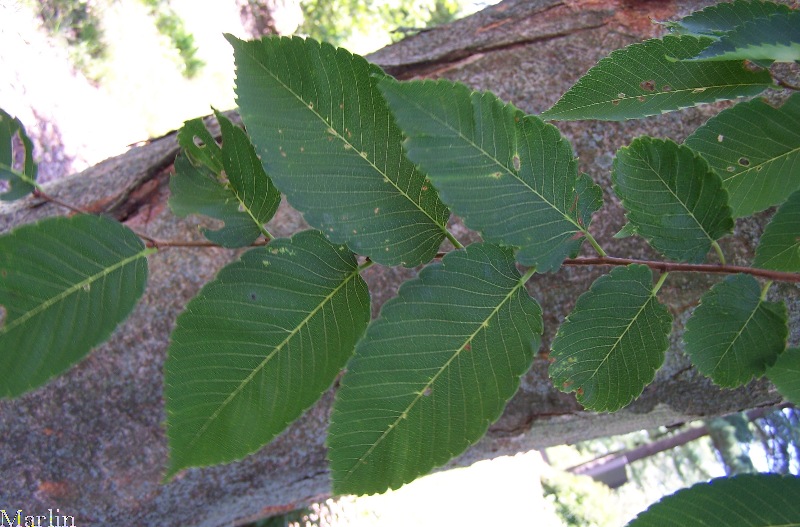 Japanese Zelkova