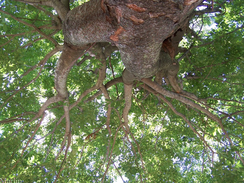 Japanese Zelkova