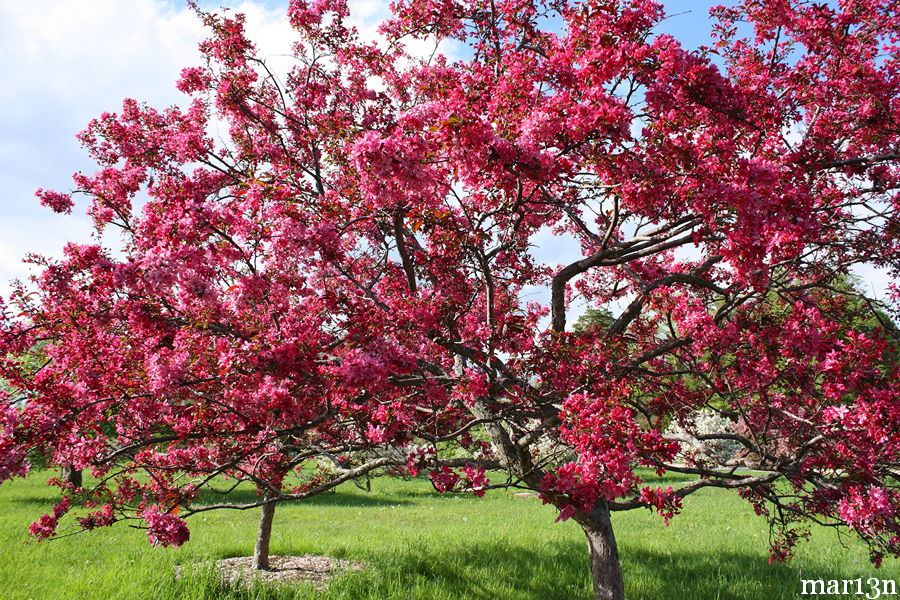 Liset crabapples are a riot of scarlet blossoms