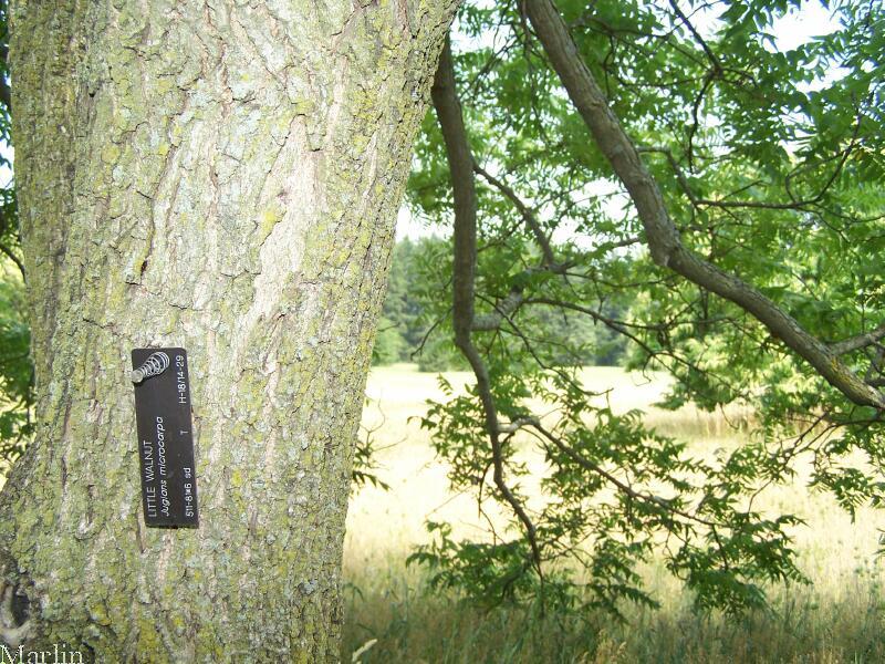 Little Walnut Tree