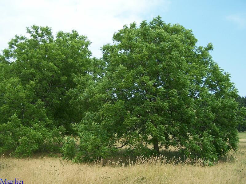 Little Walnut Tree