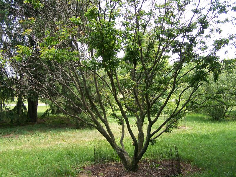 Loose-Flowered Hornbeam