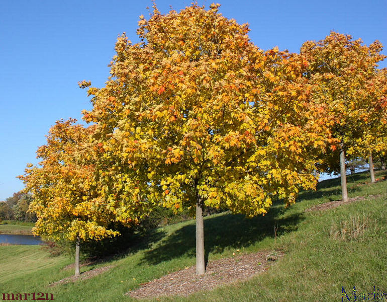 Wisconsin Sugar Maple