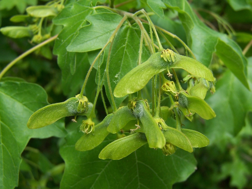 Hedge Maple - Acer campestre