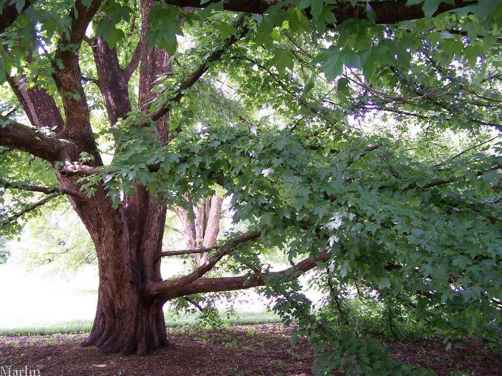Miyabe Maple: Habit