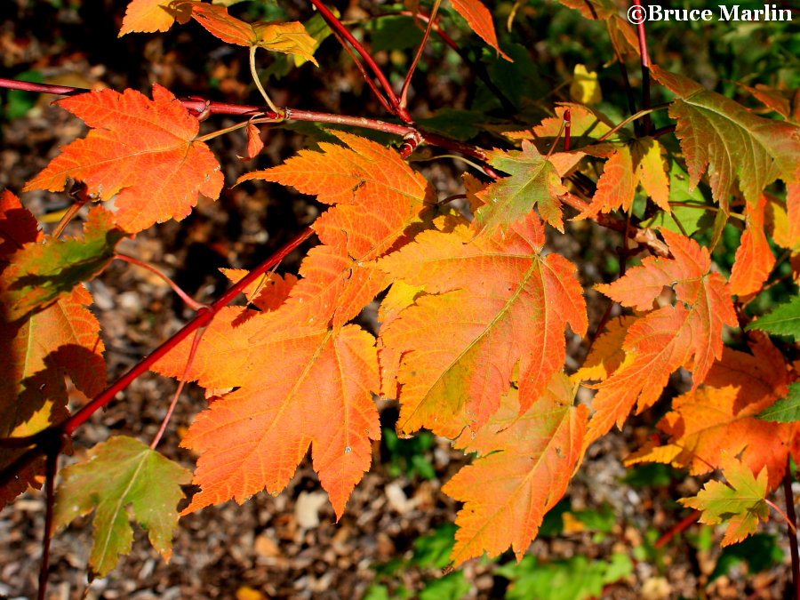 Tschonoski Maple fall foliage