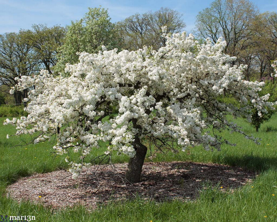 Mary Potter Crabapple - Malus 'Mary Potter'