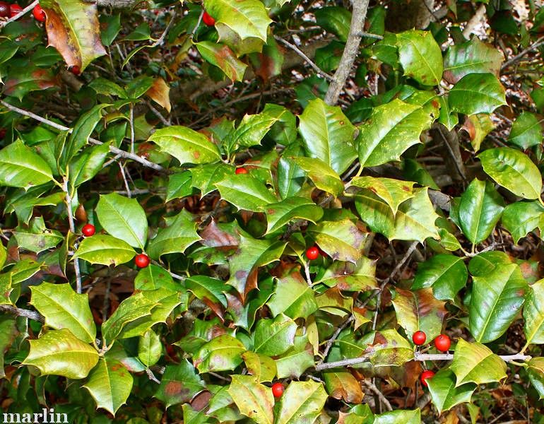 American Holly ‘Miss Helen’ foliage and berries