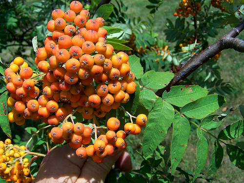 Tree Family Rosaceae