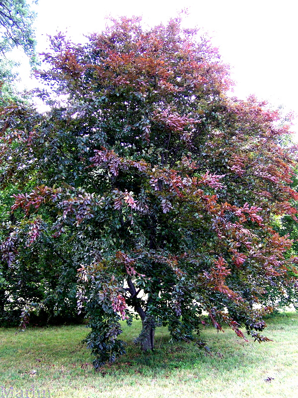 Copper Beech - Fagus sylvatica