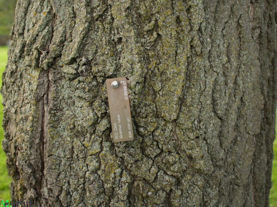 Red Oak Bark