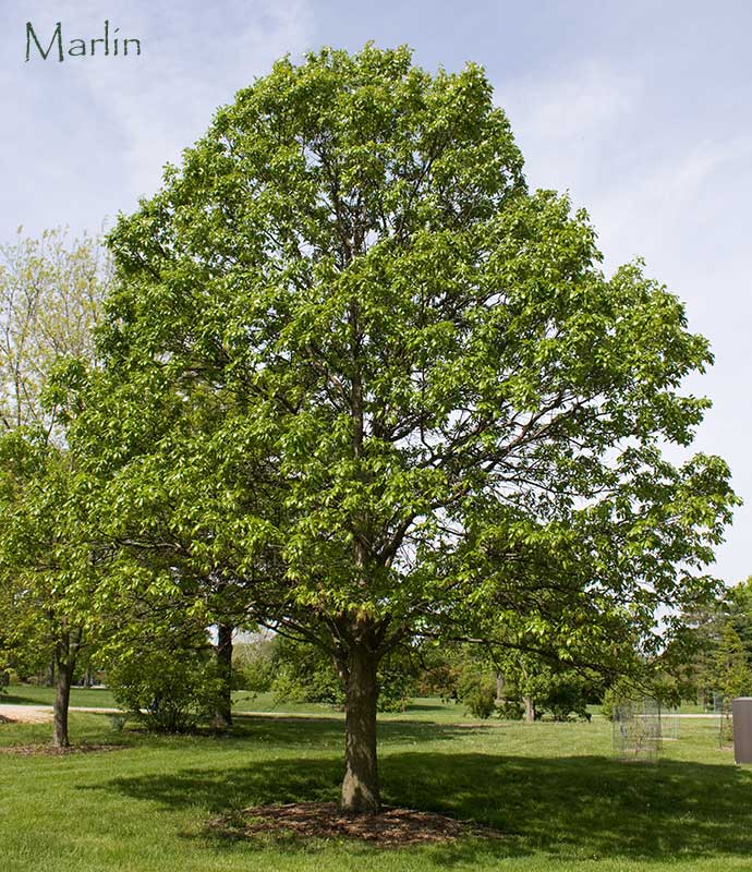 Swamp White Oak