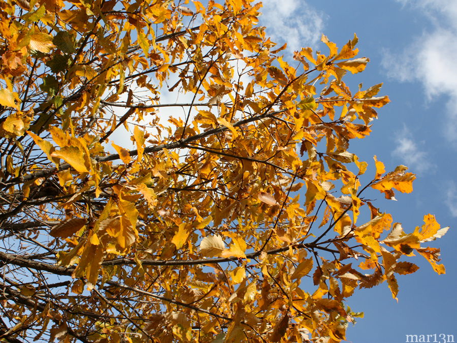 color photo Oriental White Oak yellow fall foliage against blue sky