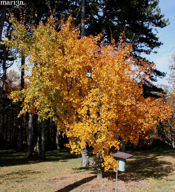 color photo Painted Maple in yellow autumn colors