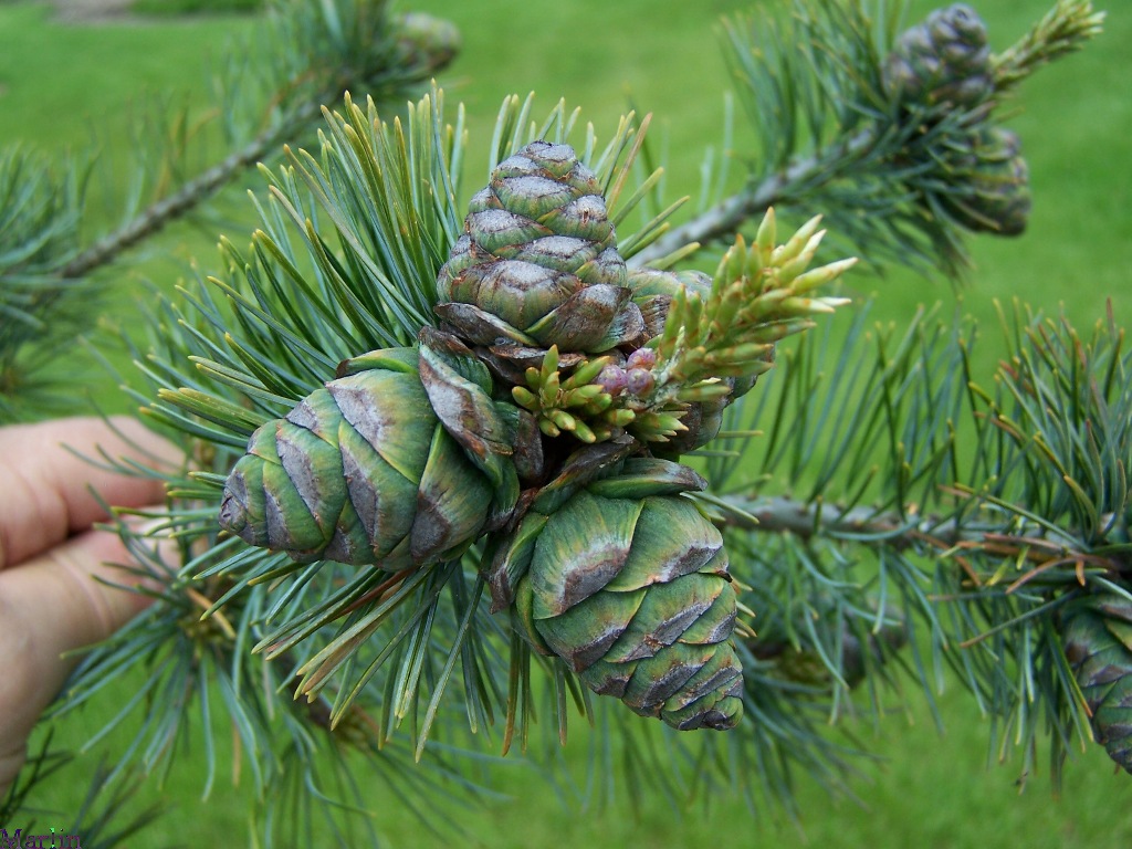 Japanese White Pine Cones