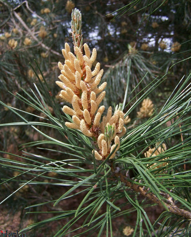 hard pine